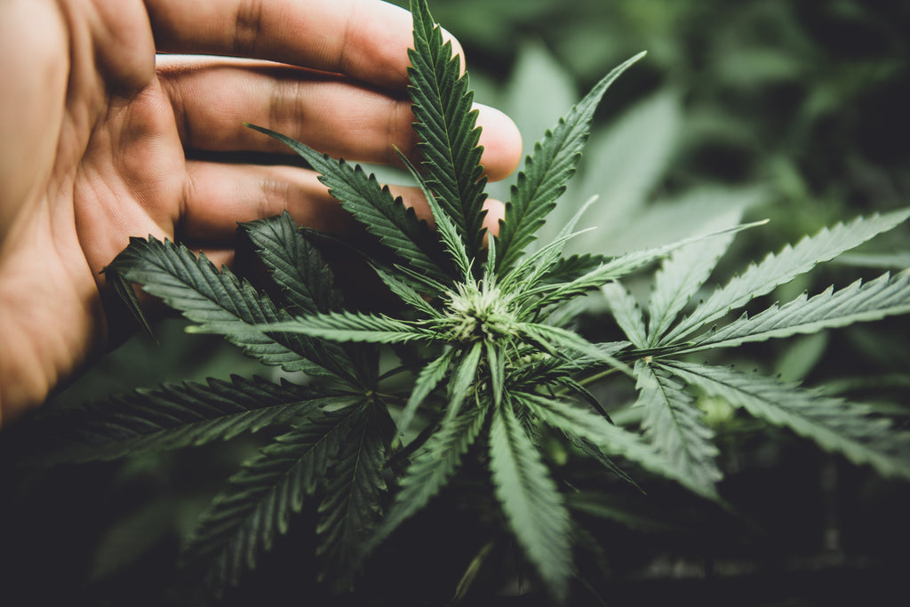 Les 5 erreurs à éviter lors de l’achat d’huile de CBD
